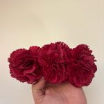 Clavel burdeos